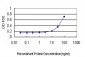 CHEK2 Antibody (monoclonal) (M01)