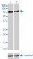 CHFR Antibody (monoclonal) (M01)