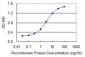 CHFR Antibody (monoclonal) (M08)