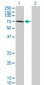 CHFR Antibody (monoclonal) (M08)