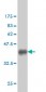 CHN1 Antibody (monoclonal) (M01)
