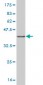 CHN1 Antibody (monoclonal) (M03)