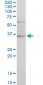 CHN1 Antibody (monoclonal) (M03)