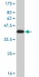 CHUK Antibody (monoclonal) (M03)