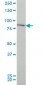 CHUK Antibody (monoclonal) (M03)