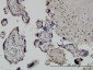 CHUK Antibody (monoclonal) (M04)