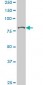 CHUK Antibody (monoclonal) (M04)