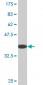 CIAS1 Antibody (monoclonal) (M01)