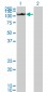 CIAS1 Antibody (monoclonal) (M01)