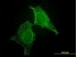 CIB1 Antibody (monoclonal) (M01)