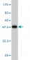 CIB1 Antibody (monoclonal) (M01)