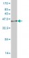 CIDEB Antibody (monoclonal) (M01)