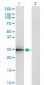 CIDEB Antibody (monoclonal) (M01)