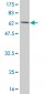 CKB Antibody (monoclonal) (M01)