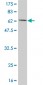 CKB Antibody (monoclonal) (M01)