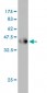 CKS2 Antibody (monoclonal) (M01)