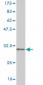 CLDN2 Antibody (monoclonal) (M01)