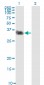 CLEC2D Antibody (monoclonal) (M01)