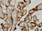 CLIC3 Antibody (monoclonal) (M02)