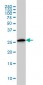 CLIC3 Antibody (monoclonal) (M02)