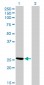 CLIC3 Antibody (monoclonal) (M02)