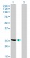 CLIC3 Antibody (monoclonal) (M02)