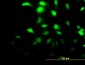 CLIC3 Antibody (monoclonal) (M02)