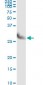 CLIC3 Antibody (monoclonal) (M02)