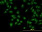 CLK3 Antibody (monoclonal) (M04)