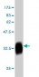 CLK3 Antibody (monoclonal) (M04)