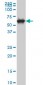 CLK3 Antibody (monoclonal) (M04)