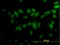 CLK3 Antibody (monoclonal) (M05)