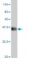 CLK3 Antibody (monoclonal) (M05)