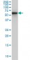 CLK3 Antibody (monoclonal) (M05)