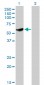 CLK3 Antibody (monoclonal) (M05)