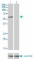 CLK3 Antibody (monoclonal) (M05)