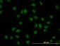 CLK3 Antibody (monoclonal) (M07)