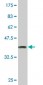CLK3 Antibody (monoclonal) (M07)