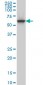 CLK3 Antibody (monoclonal) (M07)