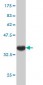 CLU Antibody (monoclonal) (M01)