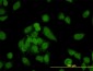 CNAP1 Antibody (monoclonal) (M01)