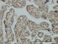CNAP1 Antibody (monoclonal) (M01)