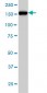 CNAP1 Antibody (monoclonal) (M01)