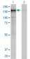 CNAP1 Antibody (monoclonal) (M01)