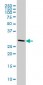 CNOT7 Antibody (monoclonal) (M01)