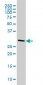 CNOT7 Antibody (monoclonal) (M01)