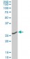 CNOT7 Antibody (monoclonal) (M01)