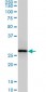 CNOT7 Antibody (monoclonal) (M01)