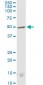 CNR1 Antibody (monoclonal) (M01)