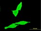 CNR2 Antibody (monoclonal) (M01)